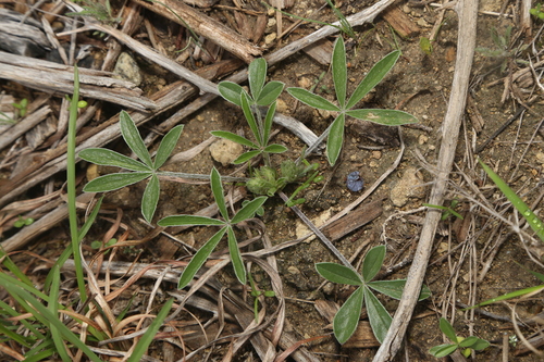Image of Little Indian Breadroot (Pediomelum hypogaeum) by (c) Reid Hardin, some rights reserved (CC BY)