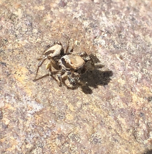 Habronattus californicus photo 3