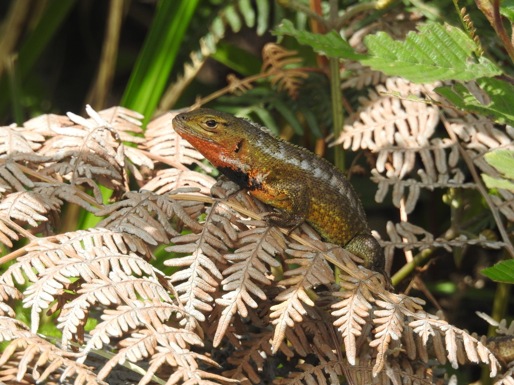 Peracca's Whorltail Iguana
