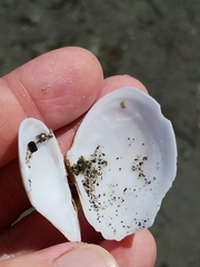 Macoma inquinata