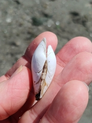 Macoma inquinata