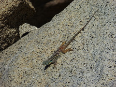 Petrosaurus thalassinus