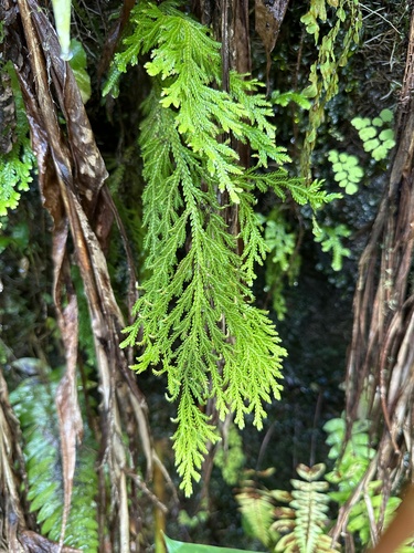 Selaginella arbuscula observed 2024-03-18