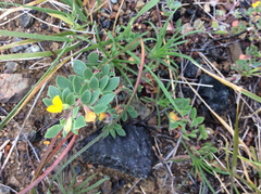 Acmispon brachycarpus
