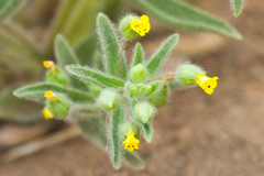 Mimetanthe pilosa