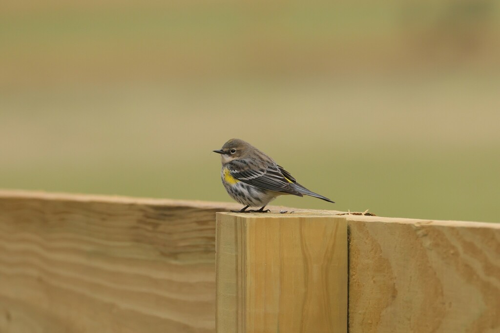 Yellow-rumped Warbler from Kiesel Park Auburn Alabama USA on March 2 ...