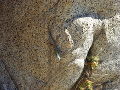 Petrosaurus thalassinus