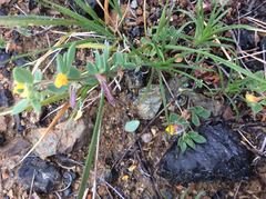 Acmispon brachycarpus