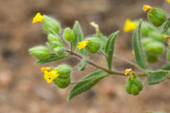 Mimetanthe pilosa