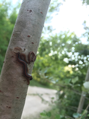 Ommatoiulus sabulosus