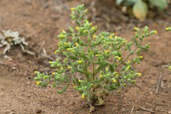 Mimetanthe pilosa