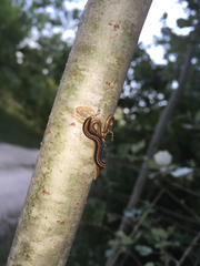 Ommatoiulus sabulosus