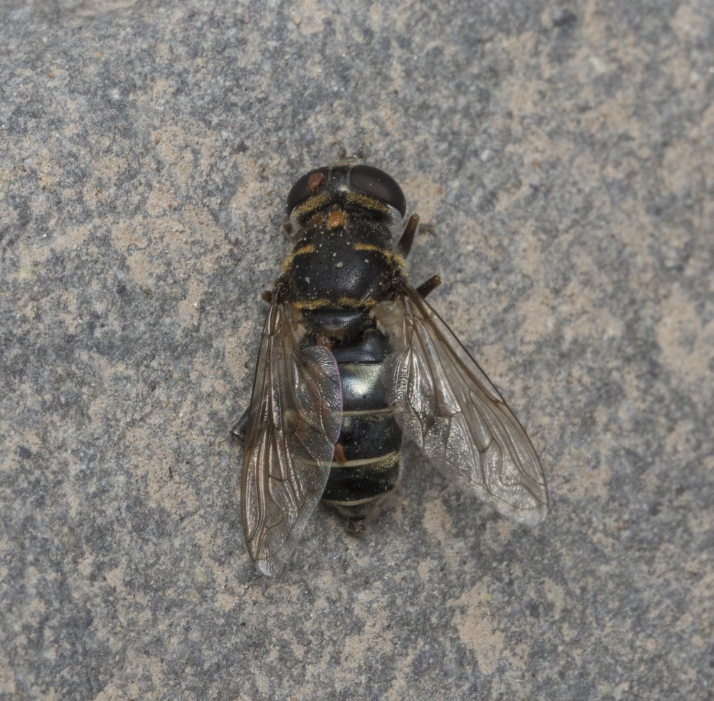 Meromacrus cactorum