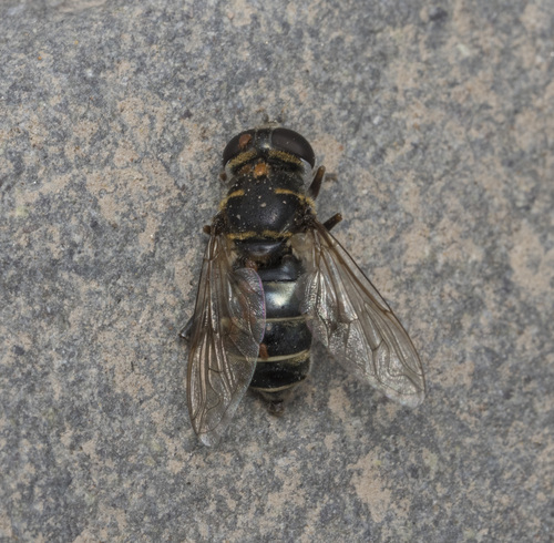 Meromacrus cactorum