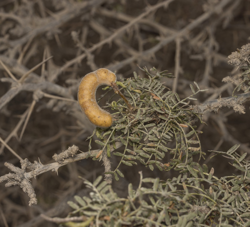Image of Strombocarpa tamarugo by (c) Pablo Silva, some rights reserved (CC BY)