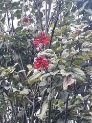 Erythrina rubrinervia