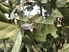 Prionolomia