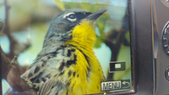 Setophaga kirtlandii