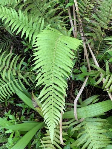 Pelazoneuron schizotis