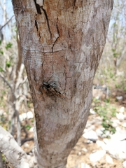 Cenostigma gaumeri, photograph Jorge Armín Escalante-Pasos, CC BY, iNaturalist via GBIF