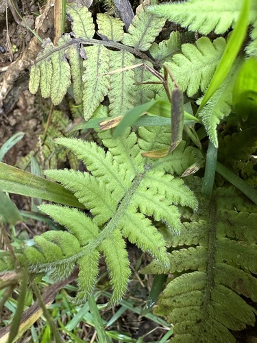 Deparia petersenii observed 2024-03-18