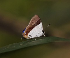 Sithon nedymond ismarus