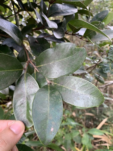 Myrcia portoricensis