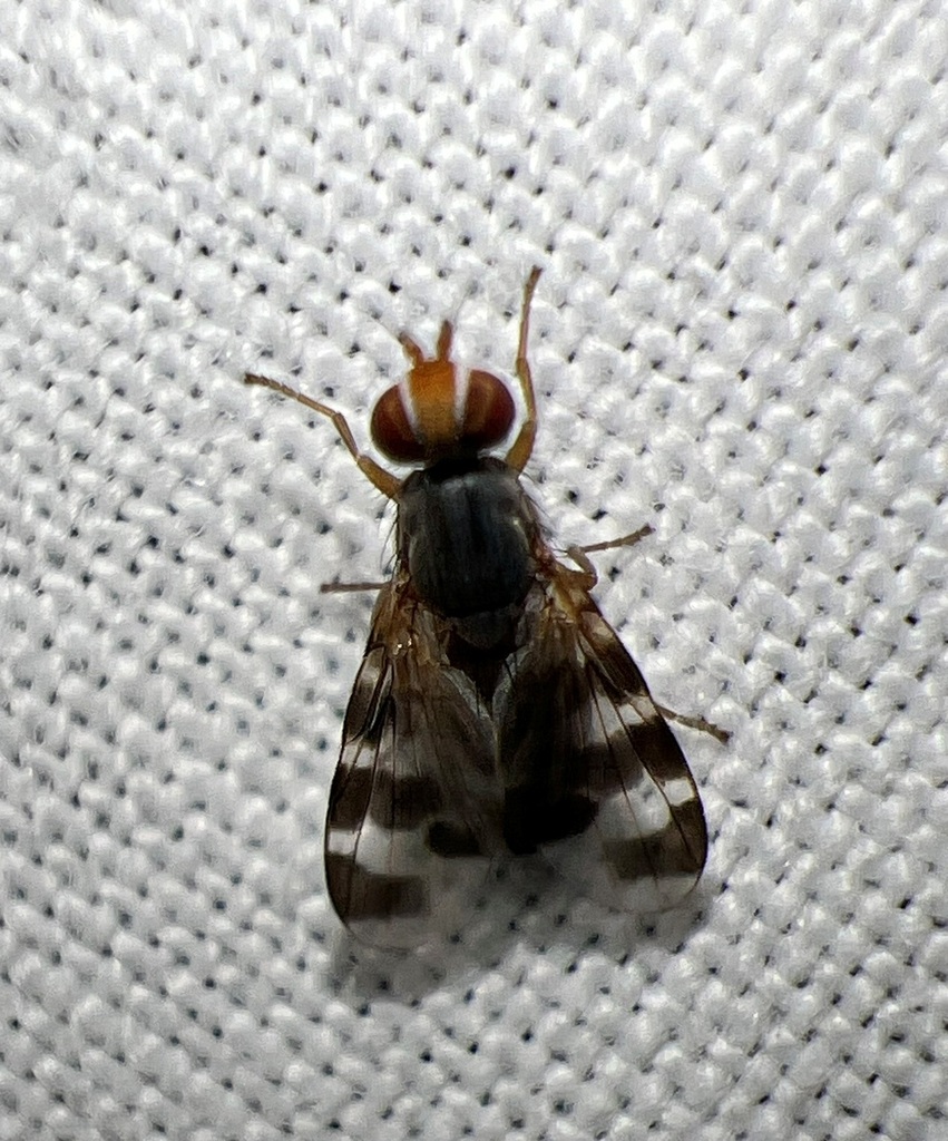 Herina ruficeps