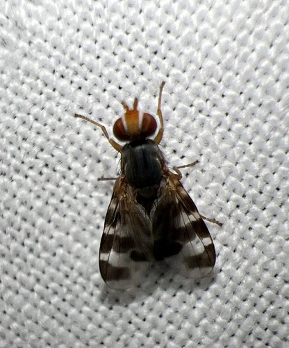 Herina ruficeps