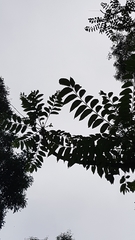 Ailanthus fordii