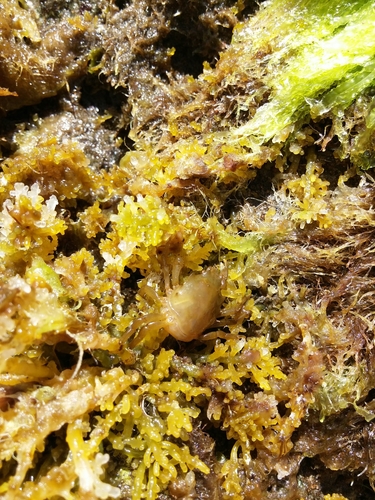Acanthonyx lunulatus