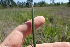 Eleocharis equisetoides