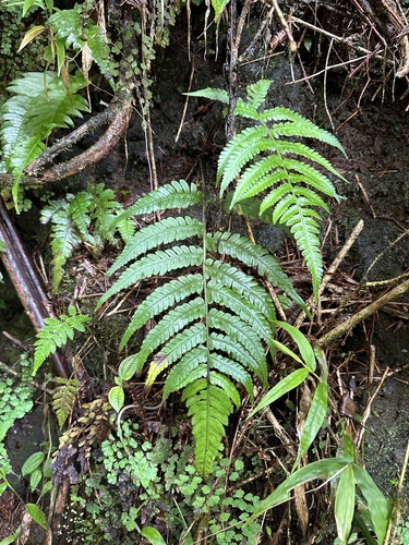 Deparia petersenii observed 2024-03-18