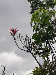 Erythrina rubrinervia