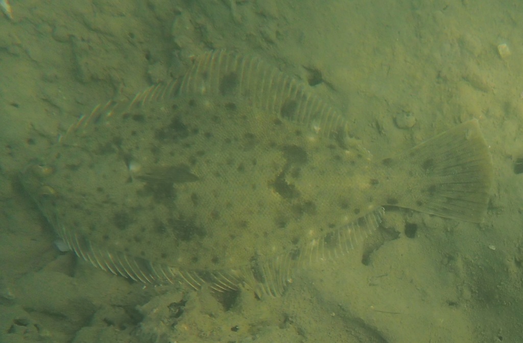 Yellowbelly Flounder from Auckland, New Zealand on March 27, 2024 at 10