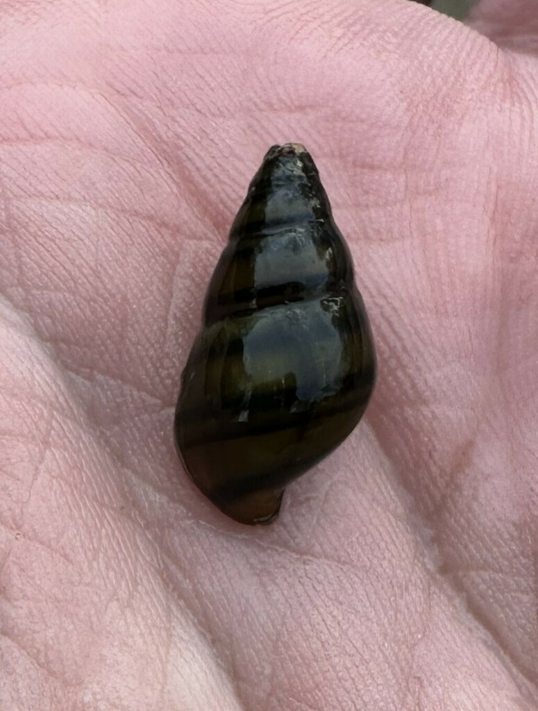 Coldwater Elimia