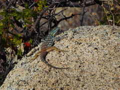 Petrosaurus thalassinus