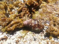 Stramonita haemastoma