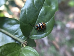 Chrysocoris fascialis