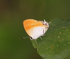 Sithon nedymond ismarus