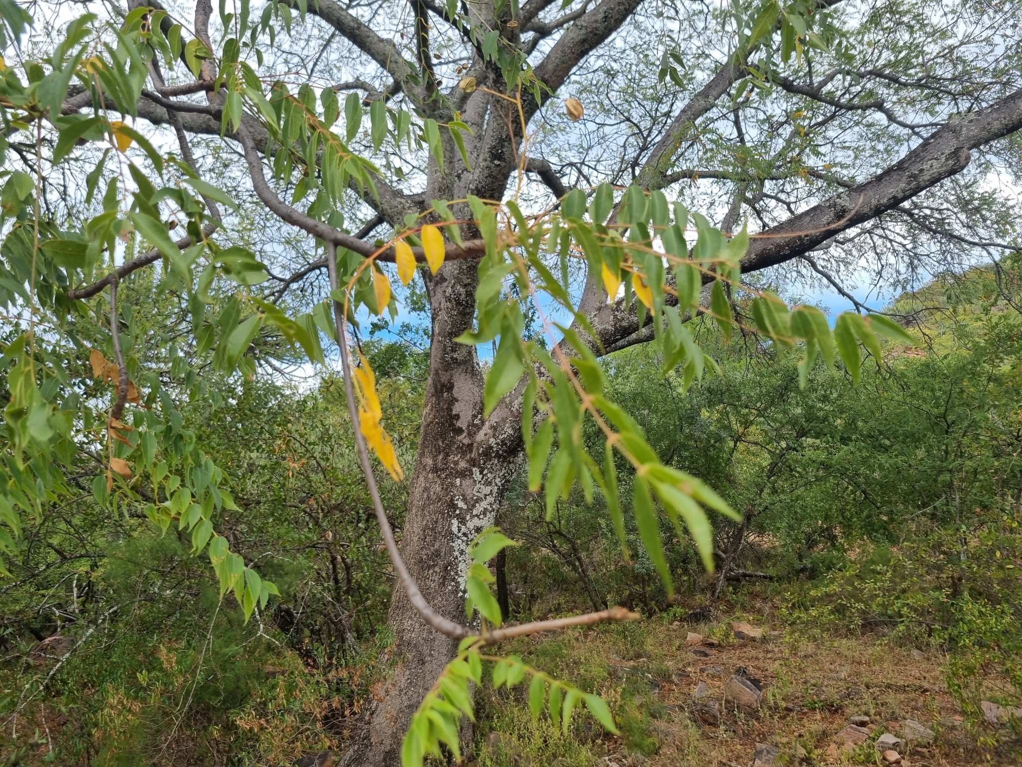 Imagem de Mopane