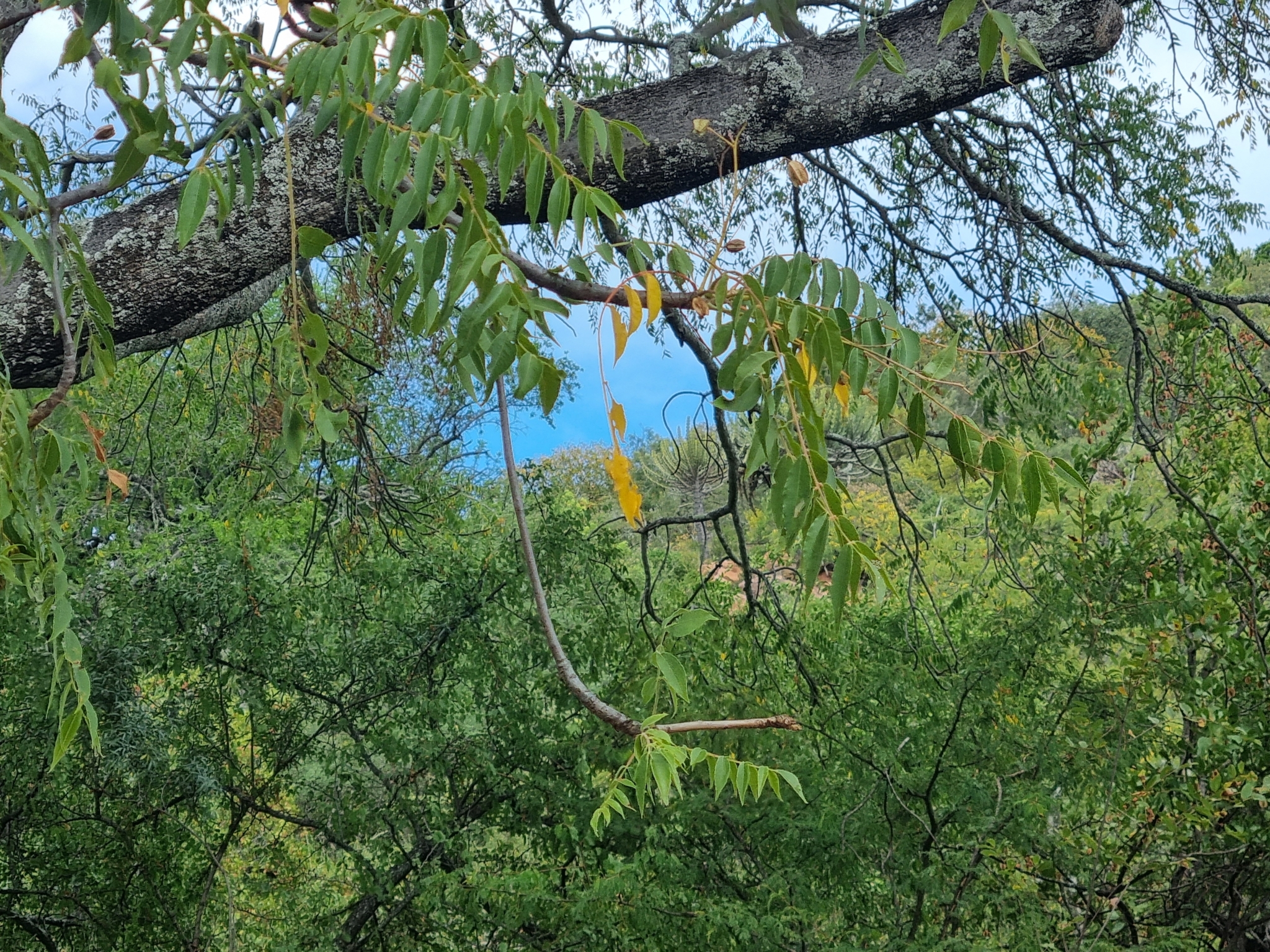 Imagem de Mopane