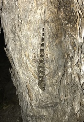 Hemidactylus mabouia