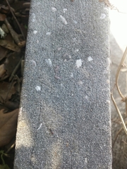 Crematogaster scutellaris