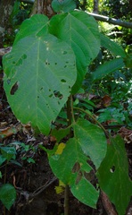 Piper auritum