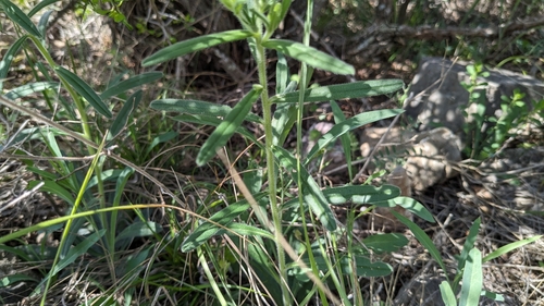 Image of Lithospermum mirabile by (c) Joseph Aubert, some rights reserved (CC BY)