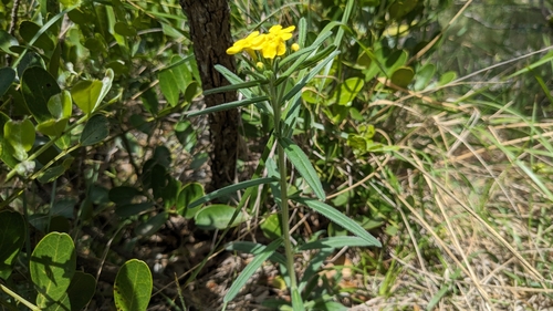 Image of Lithospermum mirabile by (c) Joseph Aubert, some rights reserved (CC BY)