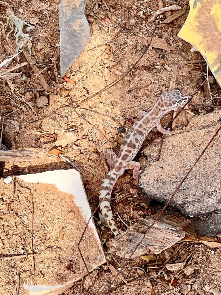 Western Banded Gecko from Dateland, AZ 85333, USA on May 6, 2023 at 03: ...