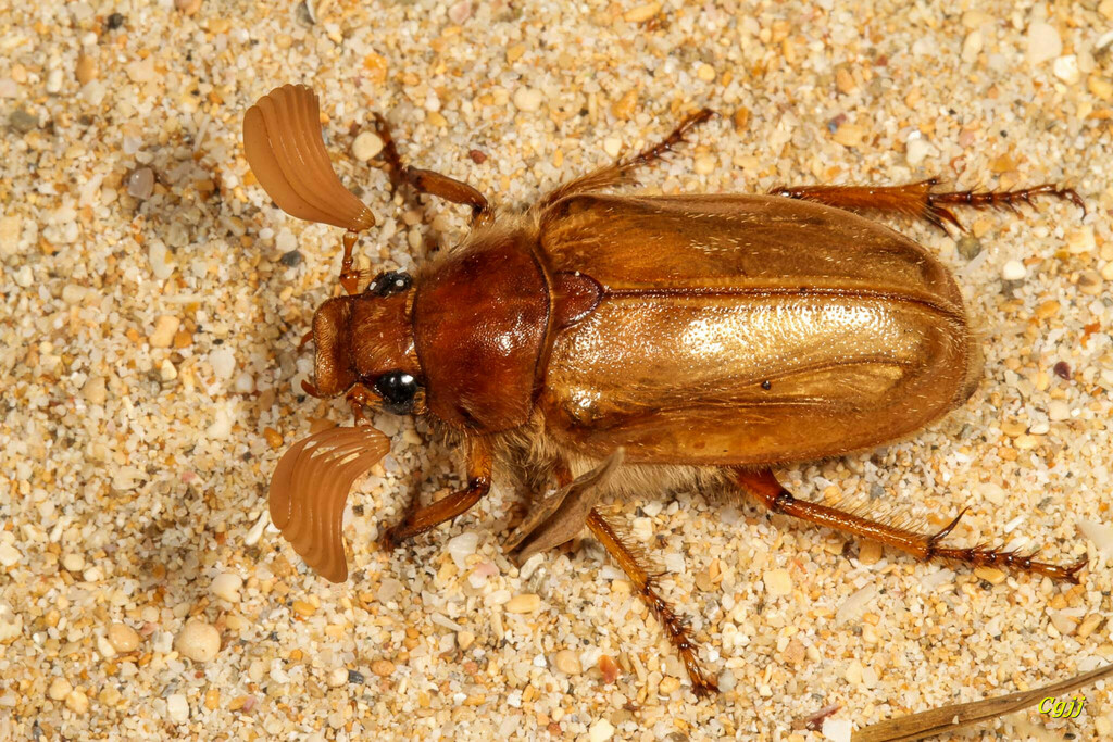 Polyphylla dahnshuensis