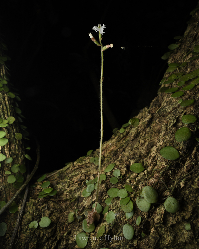 Cheirostylis yunnanensis